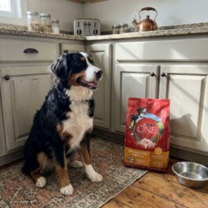 Purina ONE Chicken & Rice Formula Dog Food, 3 lb (1.36 kg)
